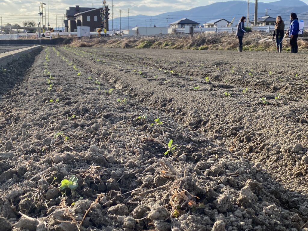 ともにブロッコリー畑